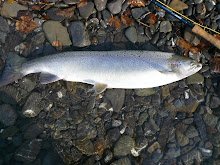 St. Jean - Atlantic Salmon