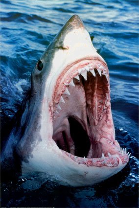 Great White Shark Print Great White Shark Print