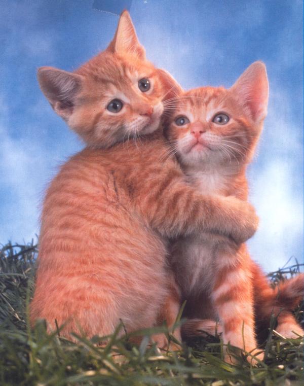 [cats.jpeg]