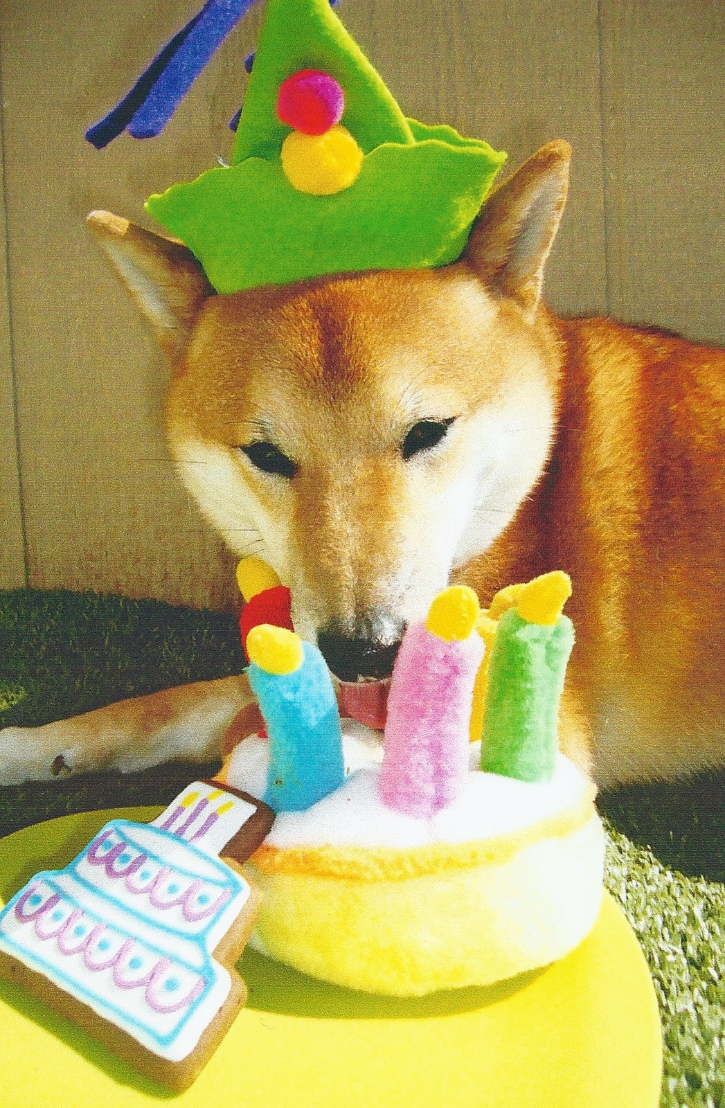 Shiba Inu Birthday