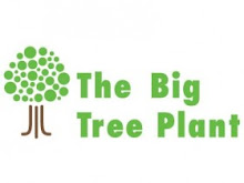 The Big Tree Plant