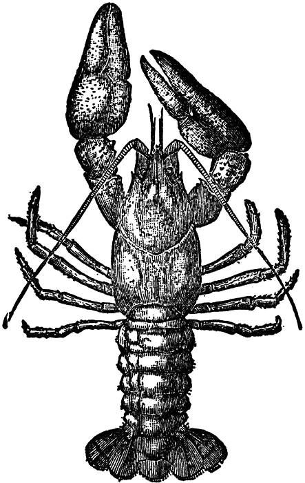 Eastern Crayfish