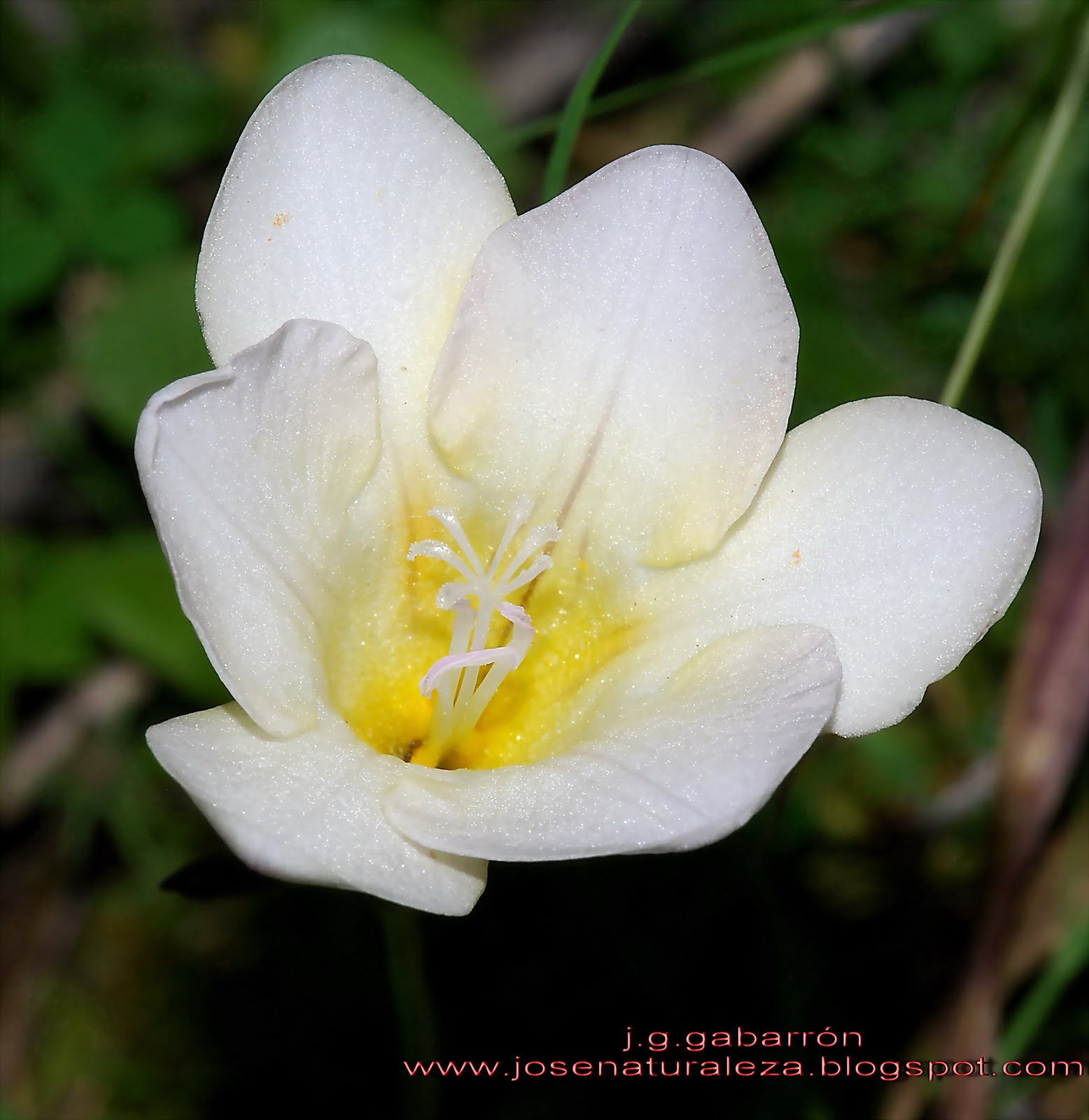 freesia refracta alba