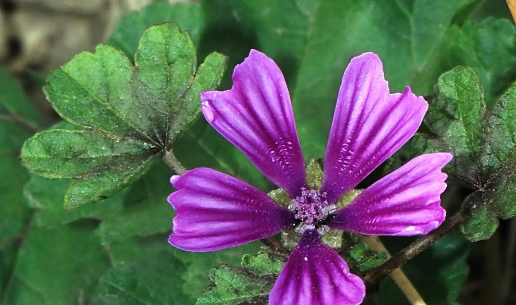 Naturaleza Viva Malva sylvestris L. Fam Malvaceae