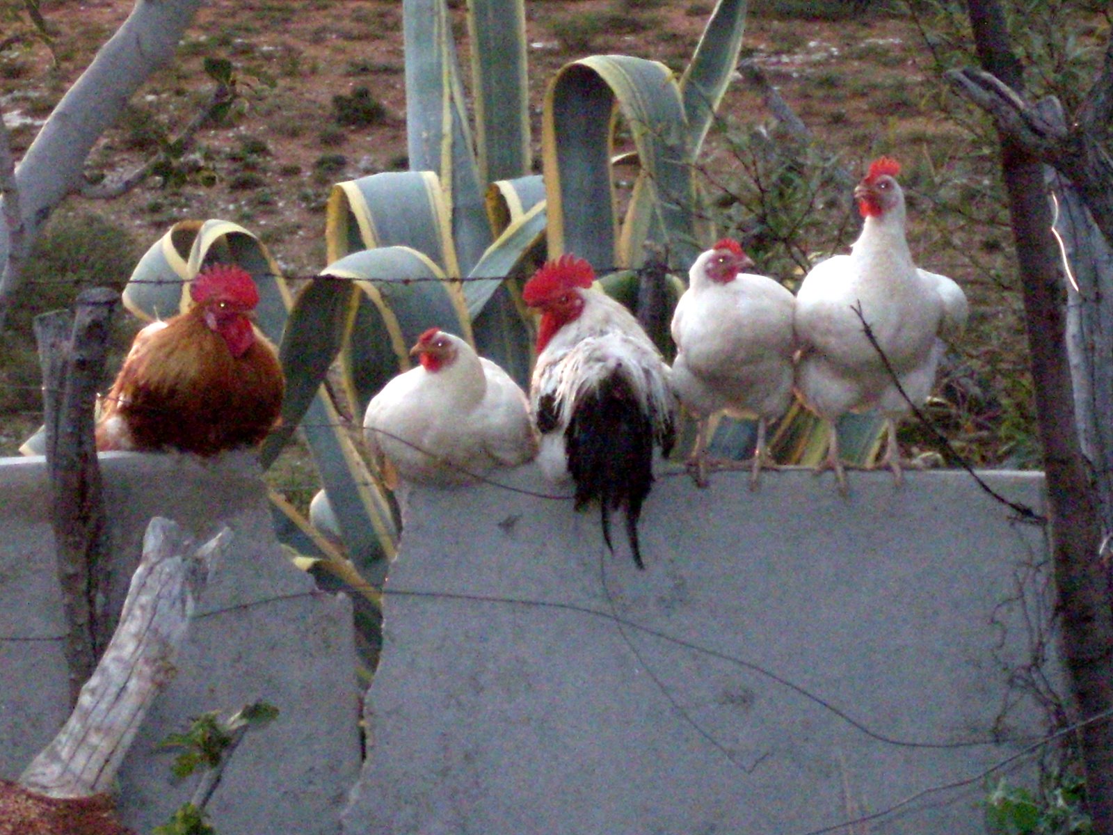 [SDC11011.JPG]