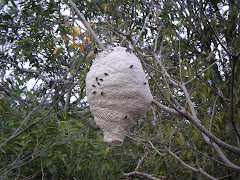 Wasps nest!!