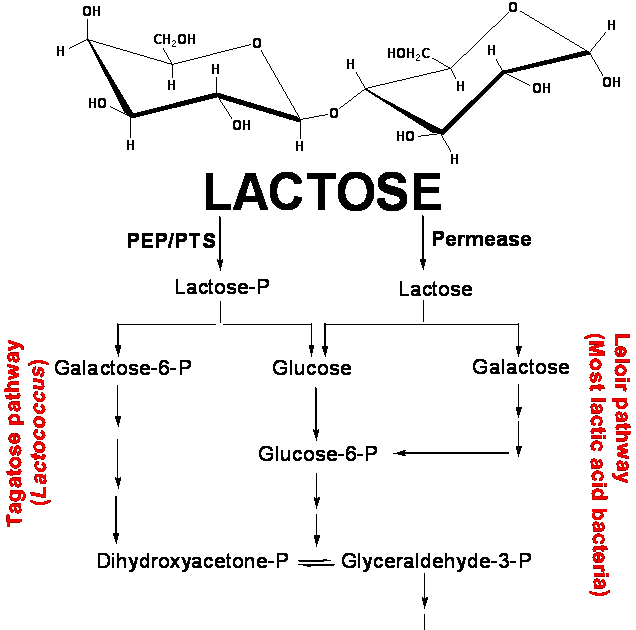 Lactose metabolism in lactic acid bacteria
