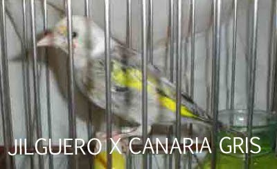 Posibles resultados de mixto entre Jilguero x Canaria Jilgueroxcanariagris+copia