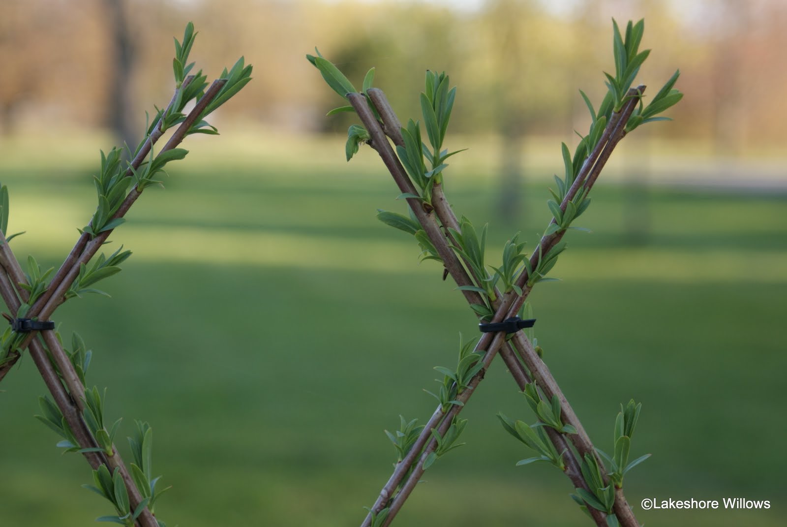Willows Living willow Fence + Hedge = Fedge