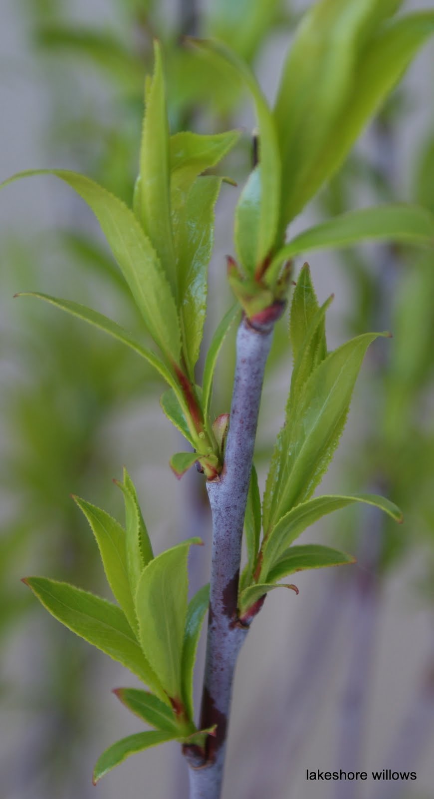 Willows Willow harvest and the beginning of a new season