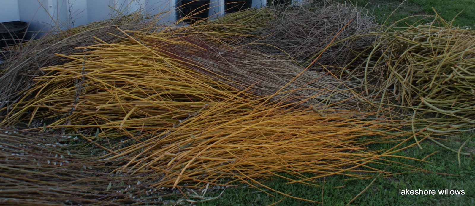 Willows Willow harvest and the beginning of a new season