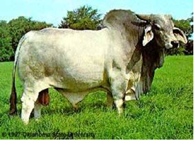 BRAHMAN