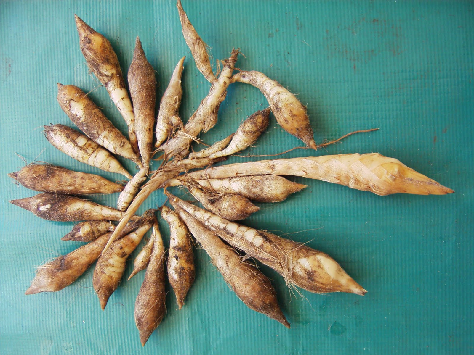 [Arrowroot.JPG]