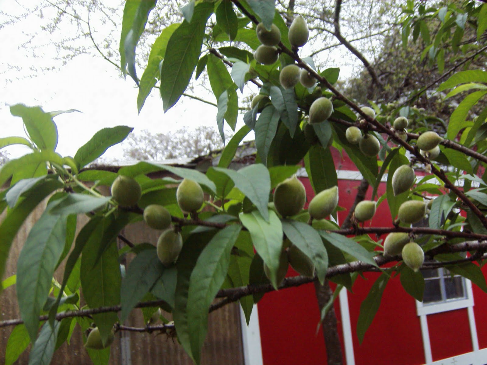 Garden Adventures Thinning peaches