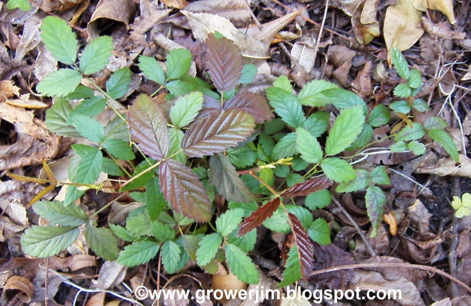 Garden Adventures Dewberry (Rubus trivialis)