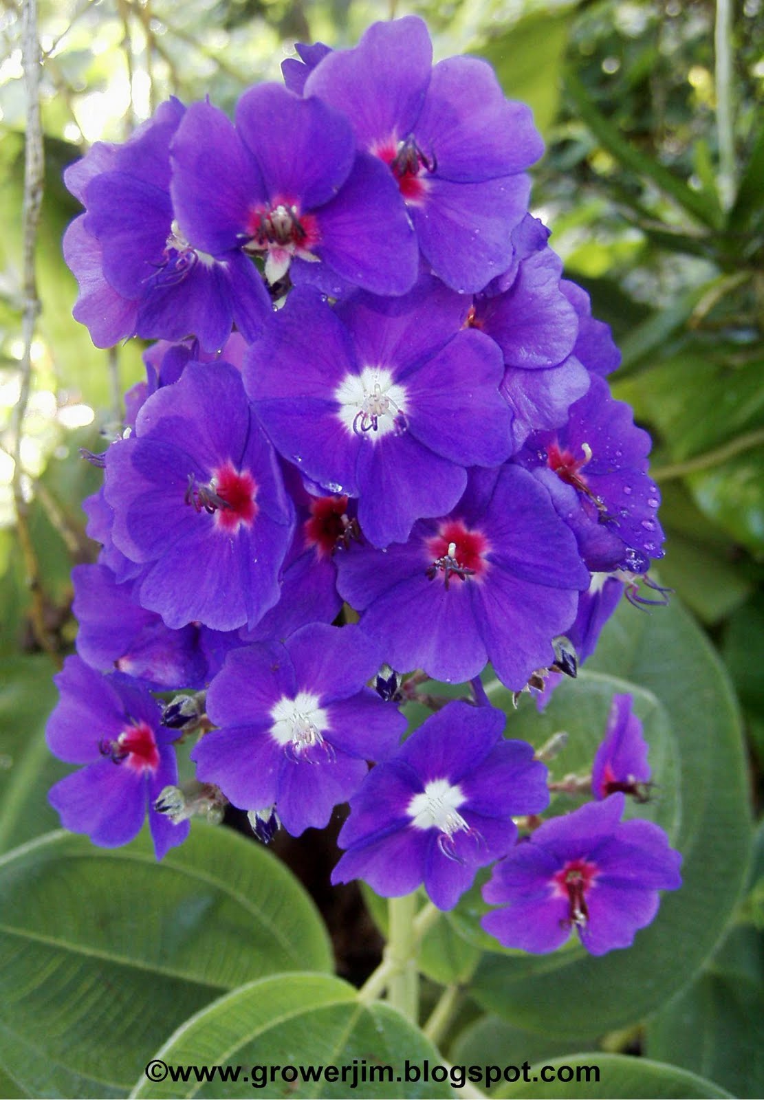 Garden Adventures Tibouchina grandifolia
