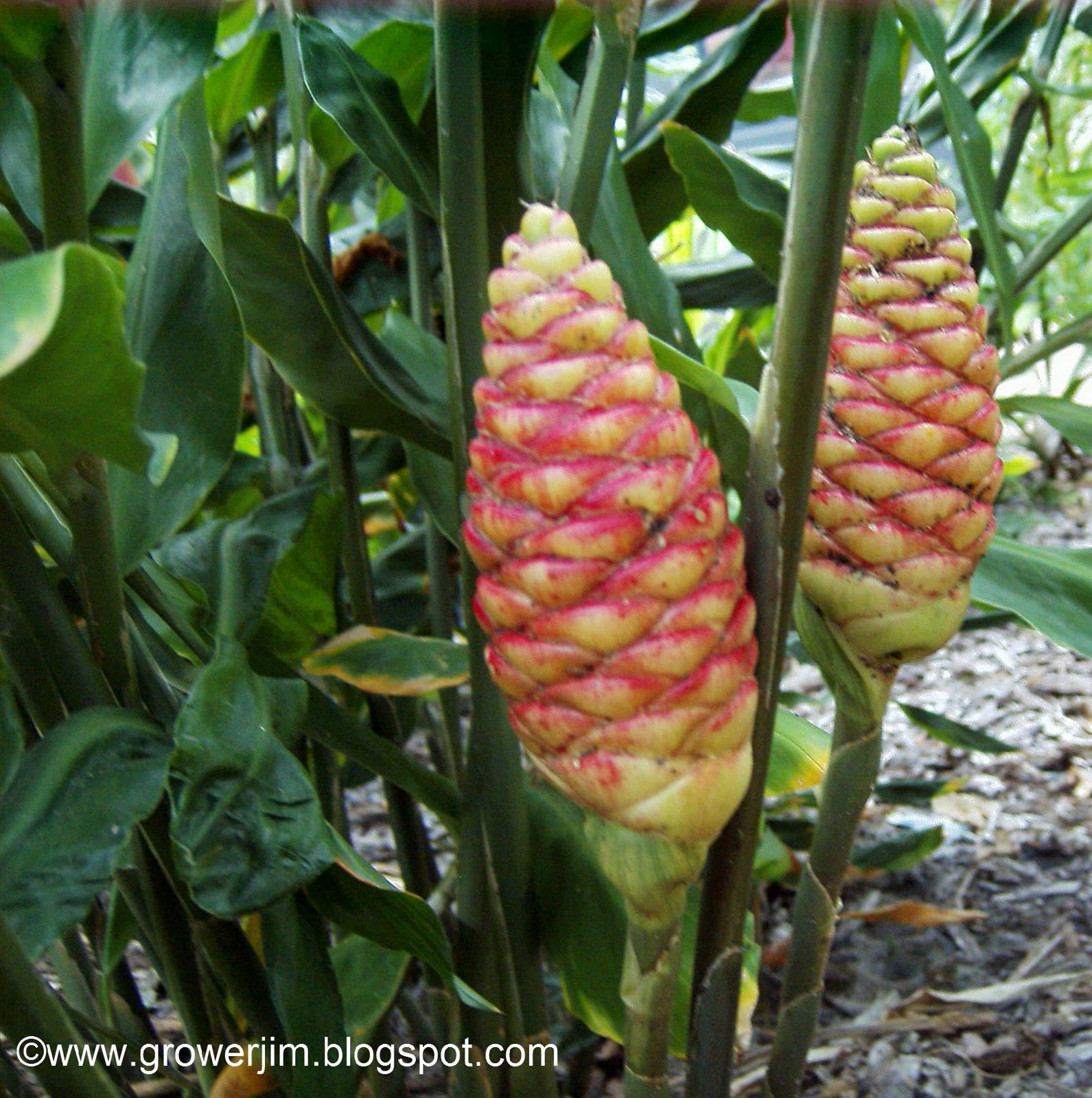 Garden Adventures Zingiber zerumbet (Shampoo Ginger)