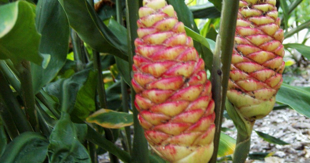 Garden Adventures Zingiber zerumbet (Shampoo Ginger)