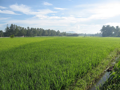 Jaro Leyte Rice Farm