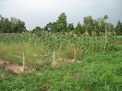 Ormoc Leyte Vegetable Farm