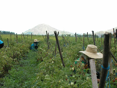 Philippine Tomato Farm