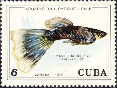 O selo é datado de 1978 Mas a pintura do peixe data de 1859