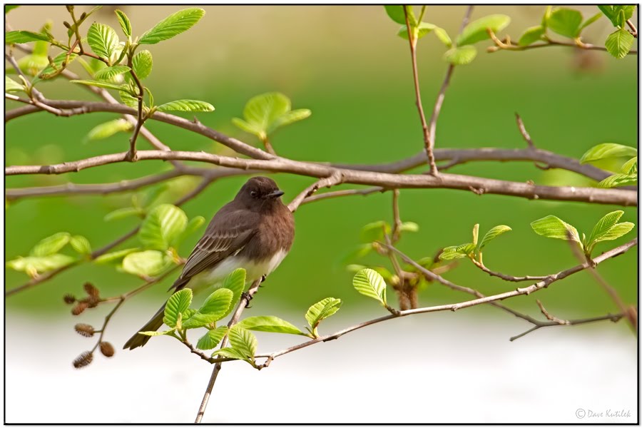 Birds In Forest