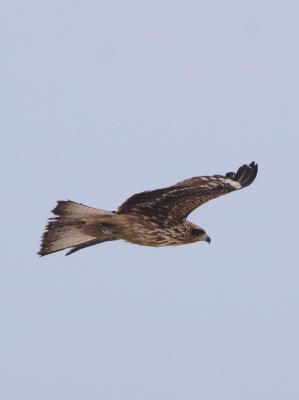 [P2109409.JPG]