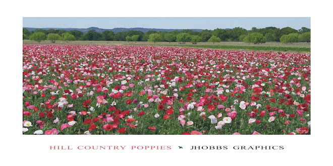 Hill Country Poppies
