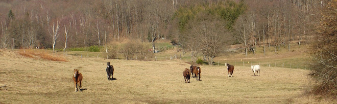 some impressions of the farm les rouges champs