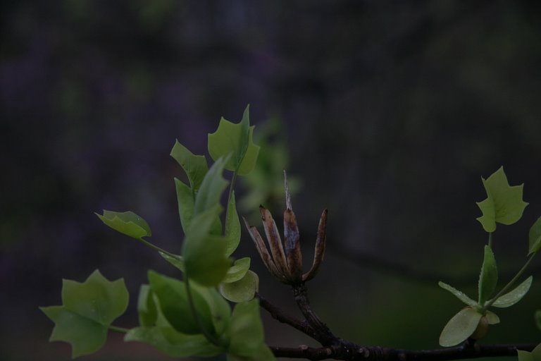 [09-poplar-sprout.JPG]