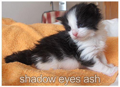 [ash21b.jpg]