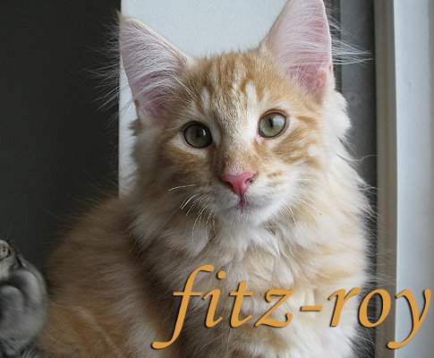 [blog_fitz.jpg]