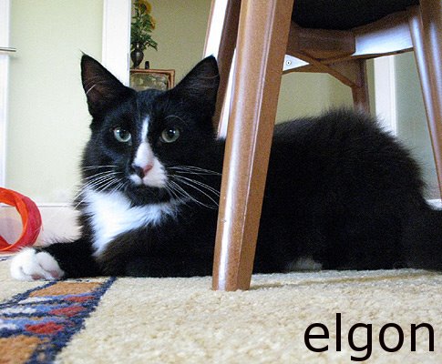 [_elgon2.jpg]