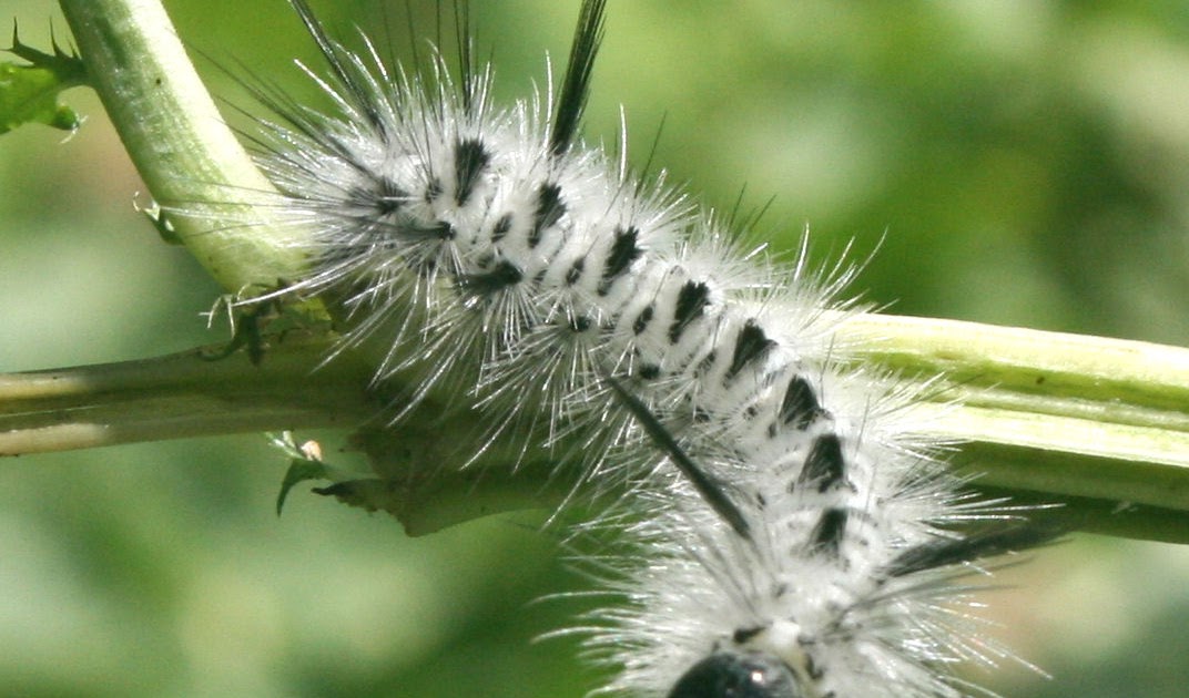 The Öko Box Fuzzy White & Black Spotted Caterpillar