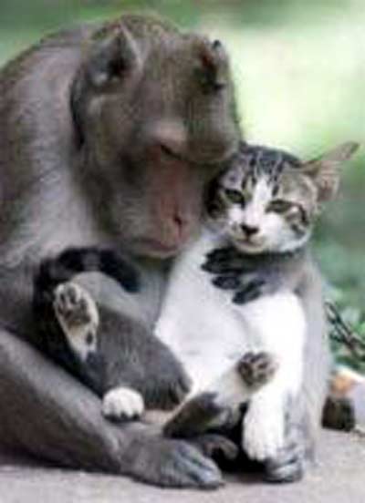 [monkey_with_pet_cat.jpg]