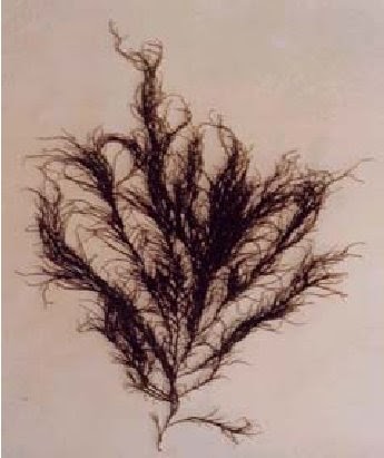 Chile Sorprendente Pelillo