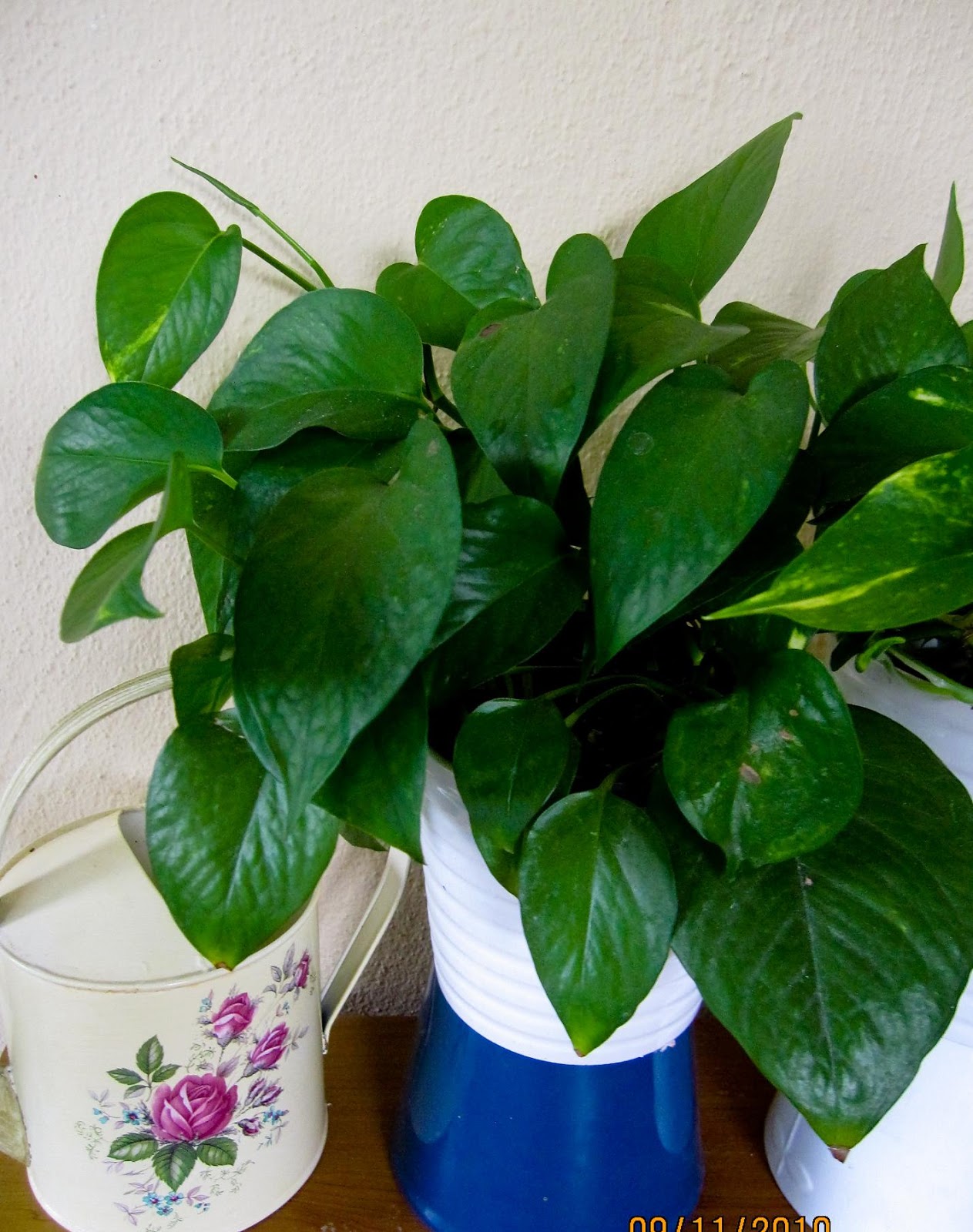 This and That...Now and Then Plants in My Garden Part I