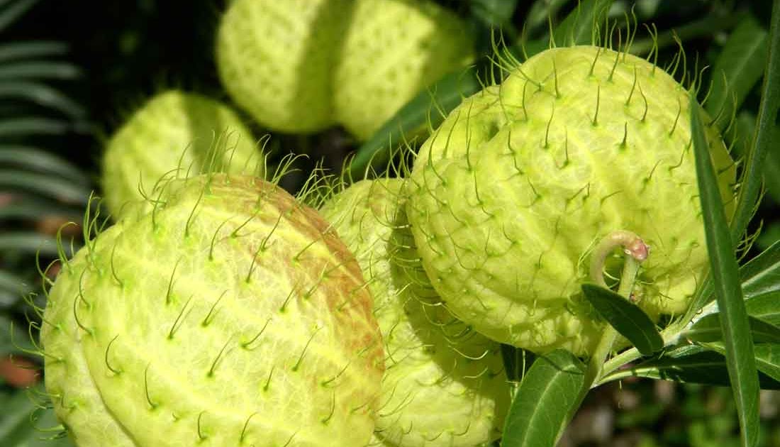 A-Gitate: Swan Plant, of the African Milkweed Family