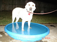 Claudius ... out for an evening walk, decided to walk through the kiddie pool!  He LOVES water.