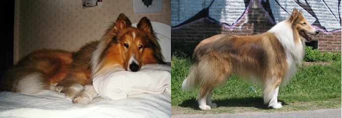 Recordamos con Cariño al querido Alenclaud Millenium "Chance", propiedad de nuestra gran amiga Mati