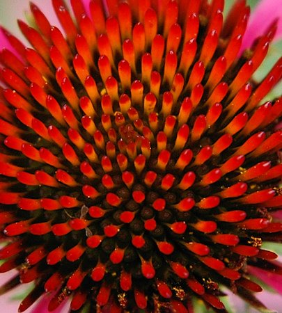[coneflower_cone.jpg]