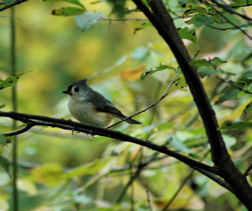 [tufted_titmouse.jpg]