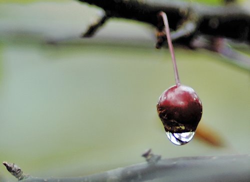 [crab_apple_drop.jpg]