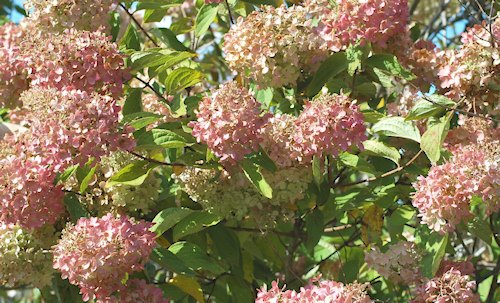 [hydrangea_graveyard.jpg]