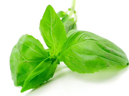 [Basil.jpg]