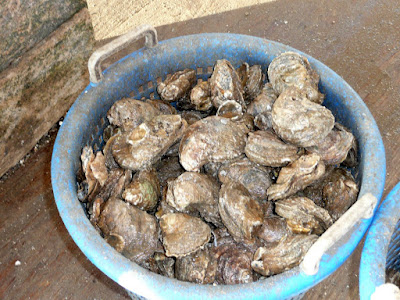 bushel oysters foods southern great