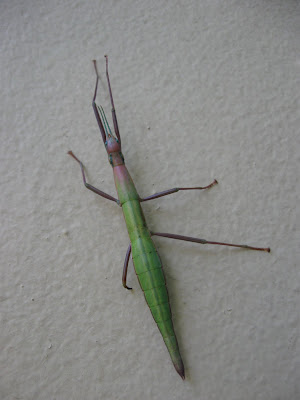 Indian Stick Insects