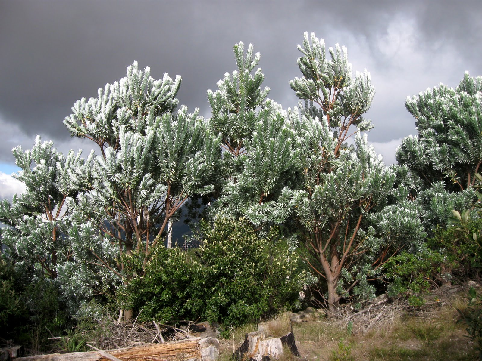 City of Sunshine and Storms Life in and around Cape Town Silver trees