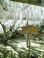 甘い香りのする越谷市久伊豆神社の樹齢２００年の藤の花の巻。